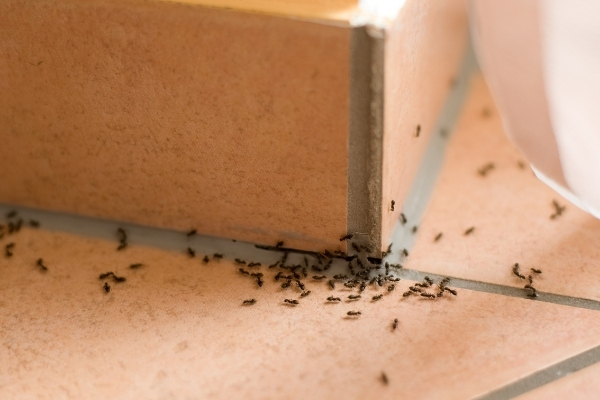 علاج لدغات النمل في المنزل
